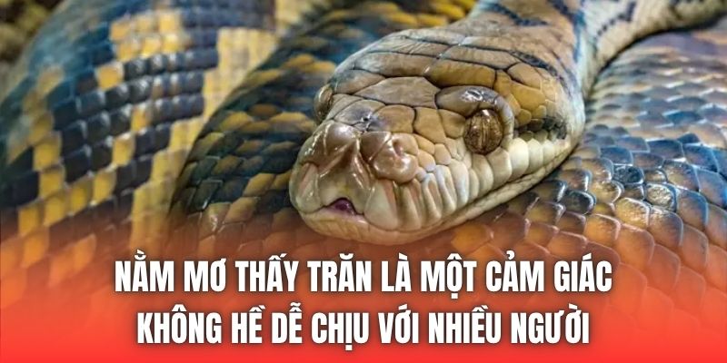 Nằm mơ thấy trăn là một cảm giác không hề dễ chịu với nhiều người